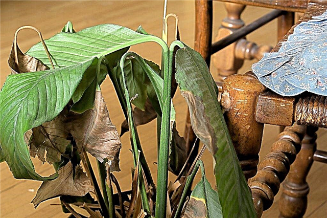 Ziekten bij Spathiphyllum: tips voor de behandeling van Peace Lily-ziekten