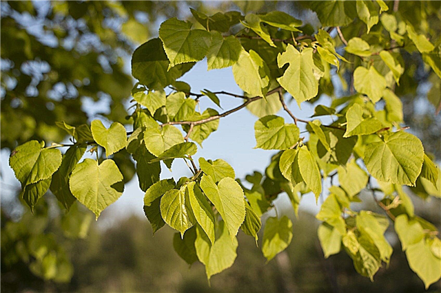 Árvores de folha caduca Hardy frio: o que são boas árvores de folha caduca para a zona 3