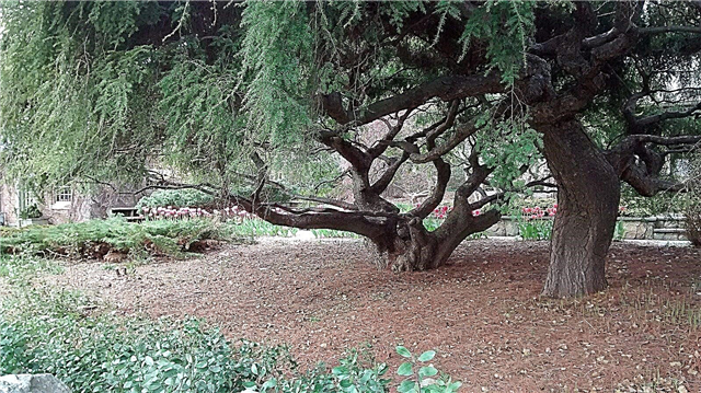 Weinende Hemlock-Sorten - Informationen über weinende Hemlock-Bäume