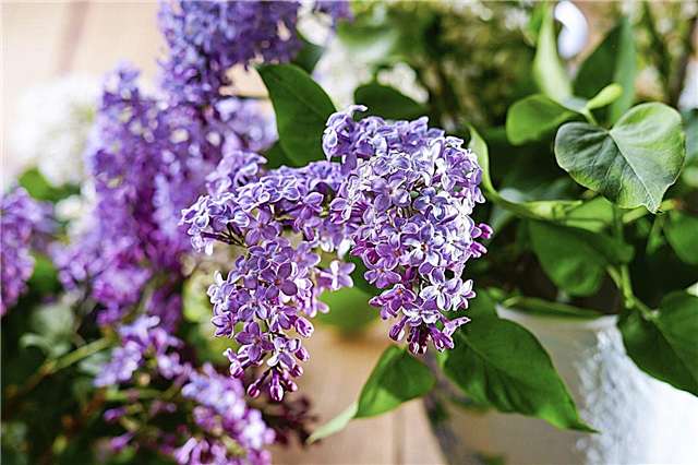 Container Lilacs Grown: Tìm hiểu cách trồng Lilac trong chậu
