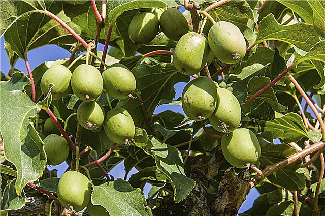 Hardy Kiwi-planter - tips om å dyrke Kiwi i sone 4