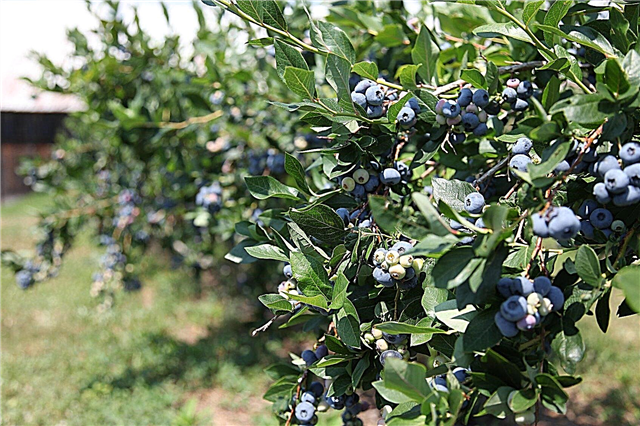 Frescos Hardy Blueberry arbustos: Cultivo de mirtilos na zona 3