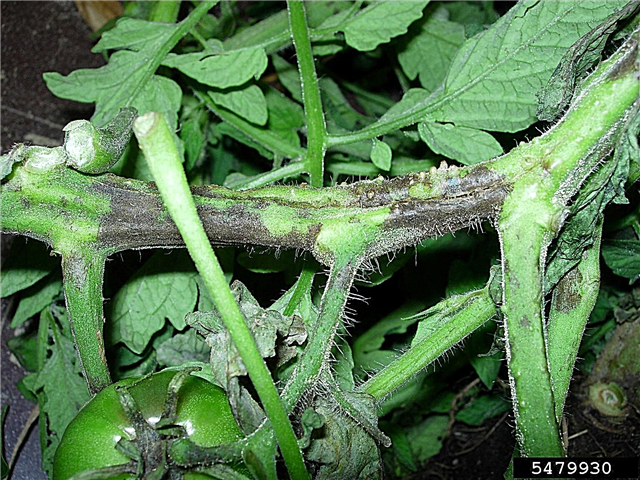 Black Stems On Tomatoes: Behandeling van tomatenstammen in de tuin