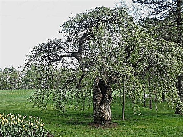 O que é uma árvore de Camperdown Elm: História e informações de Camperdown Elm