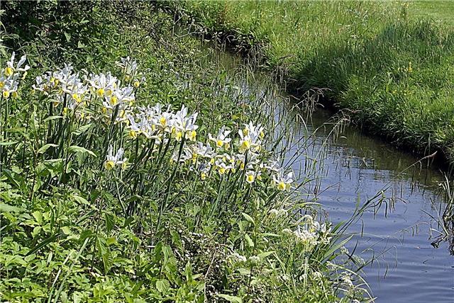 Escolhendo plantas para margens do rio - Dicas para plantar ao longo das margens do rio
