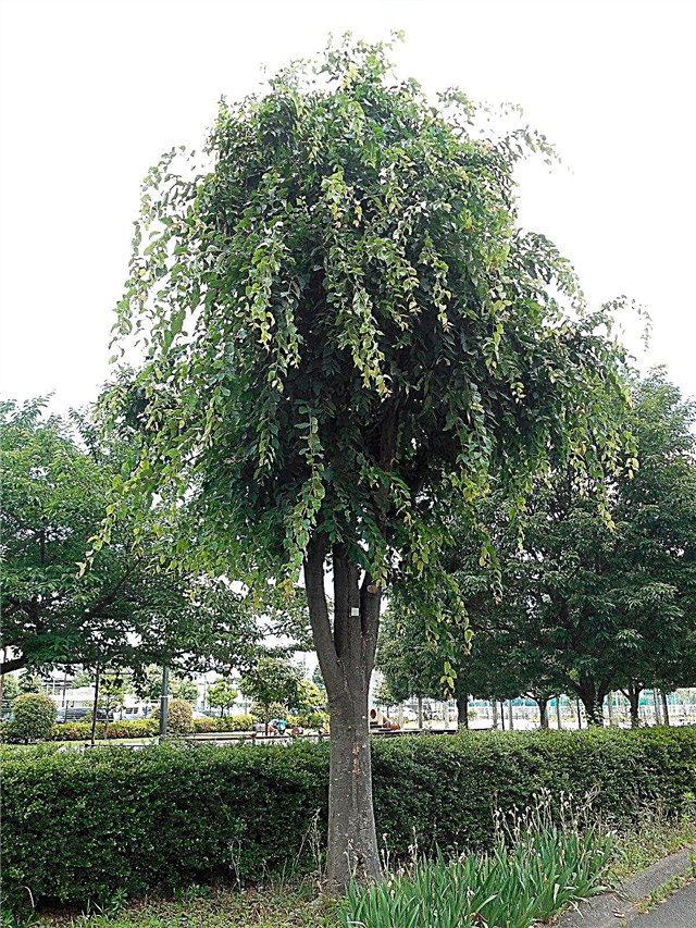 מידע על עץ זלקובה: עובדות וטיפול טיפול בעץ זלקובה היפני
