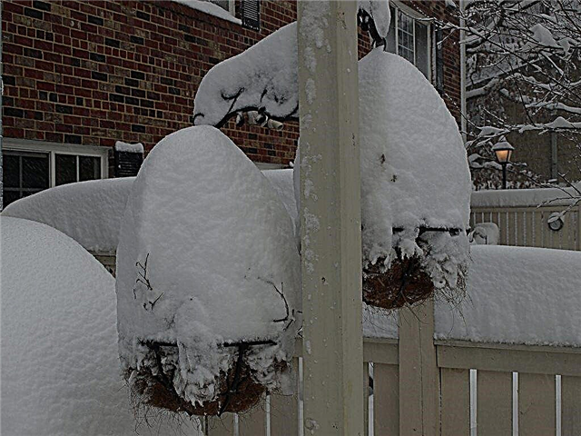Iarna coșuri de agățat: cum să protejeze plantele agățate de îngheț sau îngheț