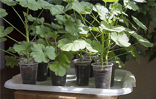 Tuyên truyền thực vật Geranium - Tìm hiểu làm thế nào để bắt đầu cắt Geranium