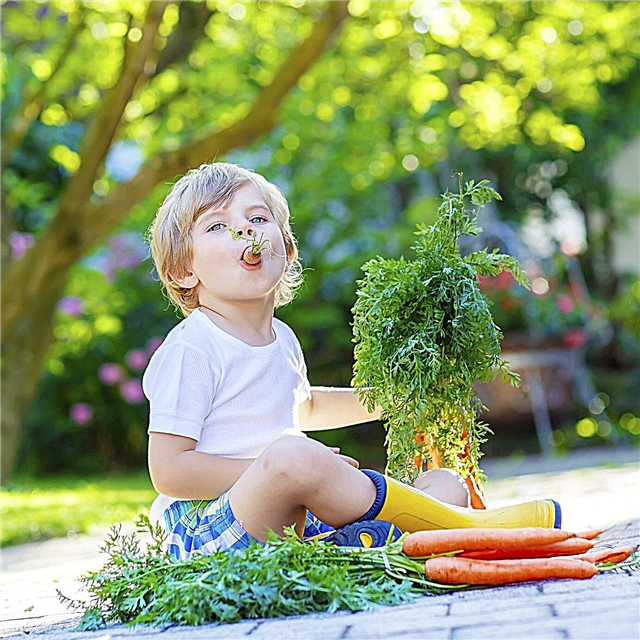 Garden Snack Foods: Consejos para crear Snack Gardens para niños