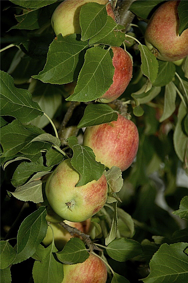 Cold Hardy-äpplen: Att välja äppelträd som växer i zon 3