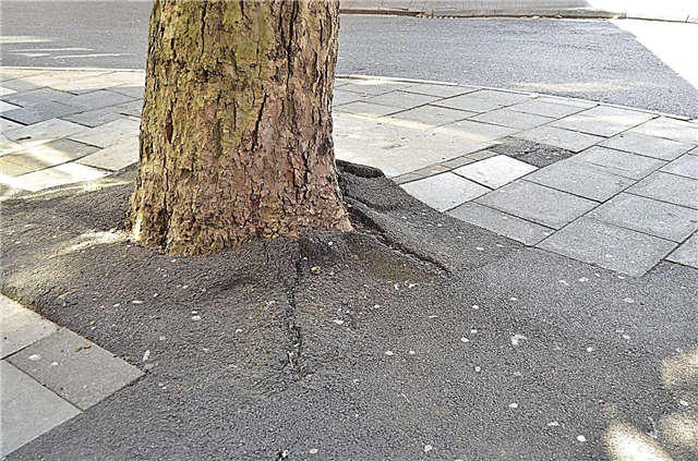 Probleme cu betonul peste rădăcinile copacilor - Ce să faci cu rădăcinile copacilor acoperite în beton