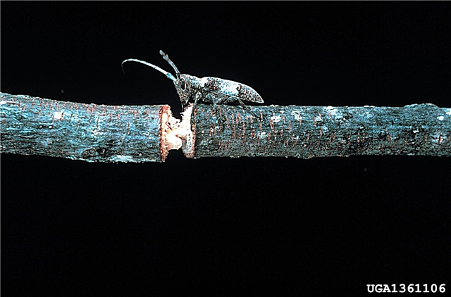 Quais são os besouros Twig Pruner: Dicas sobre controle Twig Pruner Beetle