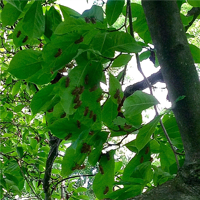 Cicada-insecten in bomen: voorkomen van cicade-schade aan bomen