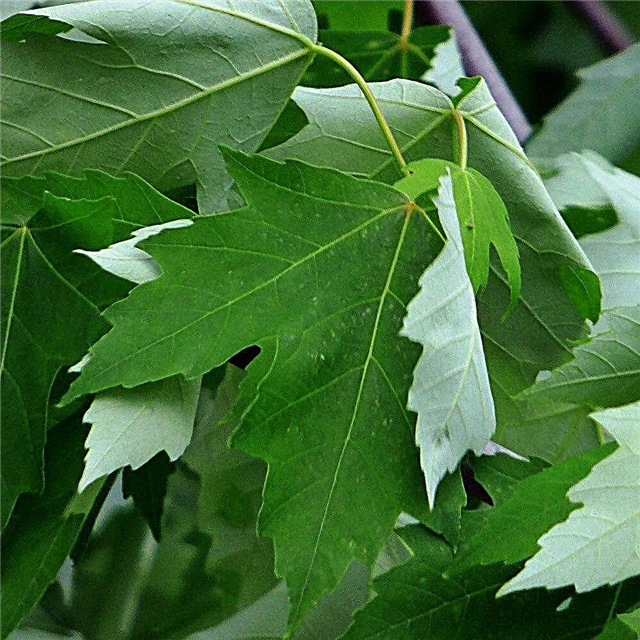 Silver Maple Tree Care - Cultivo de arces plateados en el paisaje