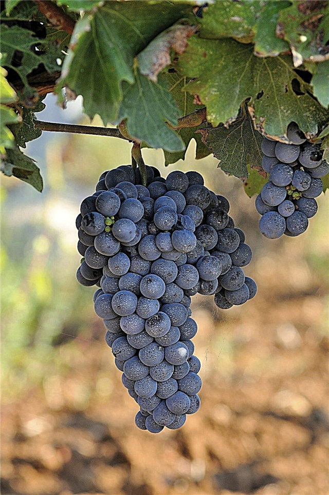 Cold Hardy Grapevines - Tips voor het telen van druiven in Zone 3