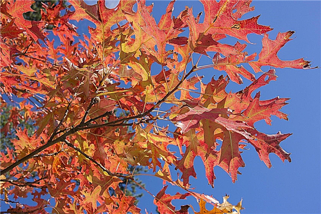 Pin Oak Taxa de Crescimento: Dicas sobre como plantar um Pin Oak Tree