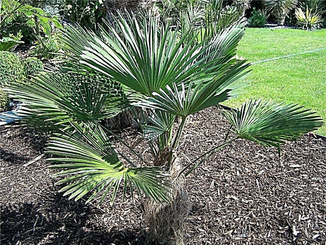 Co to jest palma Waggie: Dowiedz się o uprawie palm Waggie