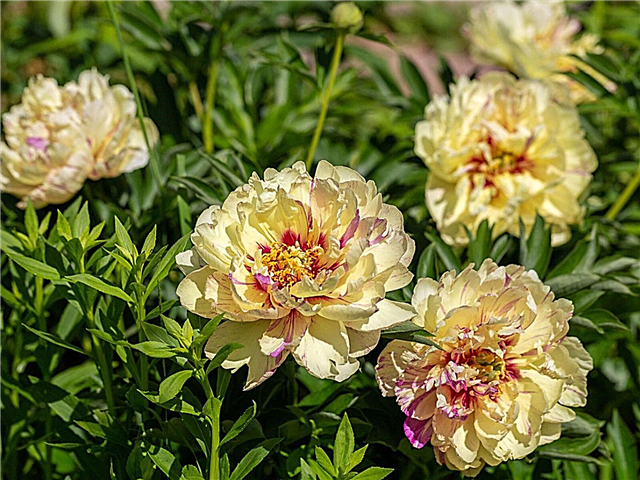 Itoh bazsarózsa típusok - tippek a hibrid pünkösdi rózsa termesztéséhez a kertben