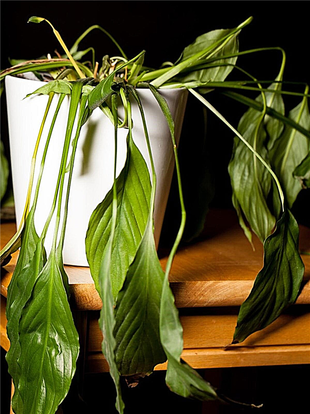 Drooping Peace Lily Plants: Dicas sobre como reviver um Wilting Peace Lily