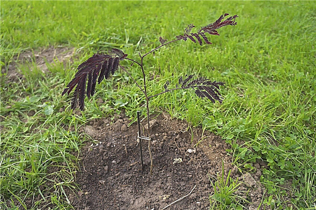 Déplacement des arbres de mimosa: comment transplanter des arbres de mimosa dans le paysage