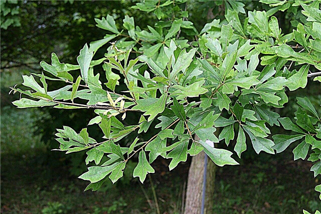 Water Oak Tree Care: Cultiver des chênes d'eau dans le paysage