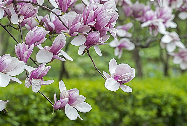 Tørret magnolia vækstforhold - Omsorg for tallerken magnolier i haver