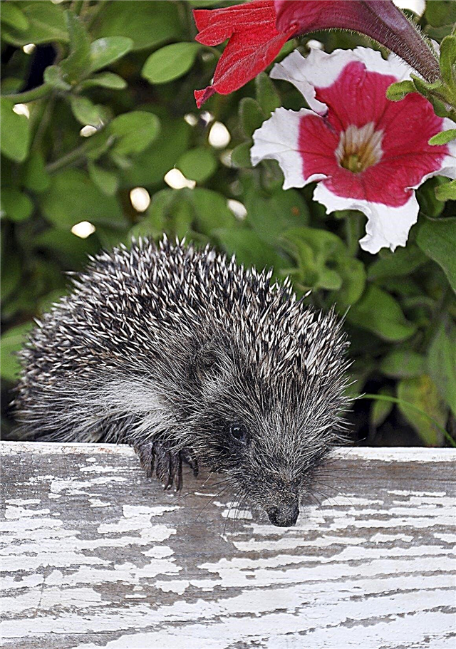 Ježki na vrtovih: nasveti za privabljanje ježev na vrt