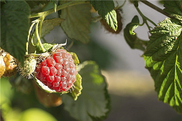 Raspberry Buske med kaldt klima - tips om dyrking av bringebær i sone 3
