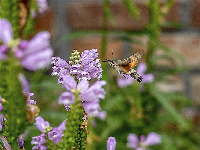 Kwiaty, które przyciągają motyle: wskazówki dotyczące przyciągania motyli do ogrodu