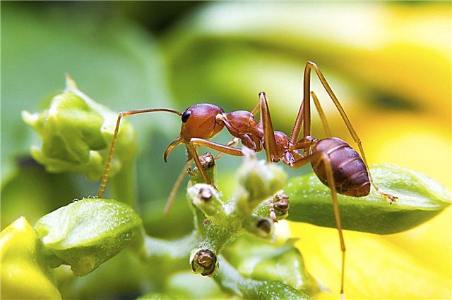Controlul furnicilor în grădini: sfaturi pentru controlul în siguranță a furnicilor de foc