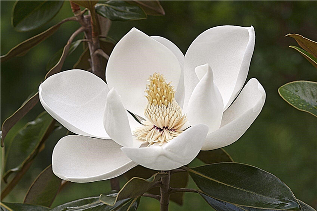 Datos de la Magnolia del Sur - Consejos para plantar un árbol de Magnolia del Sur