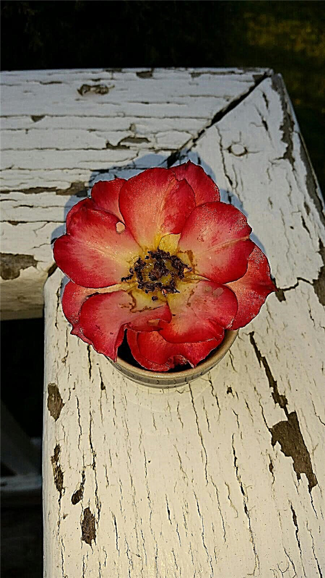 Roses trempées à la cire: conseils pour conserver les fleurs de rose avec de la cire