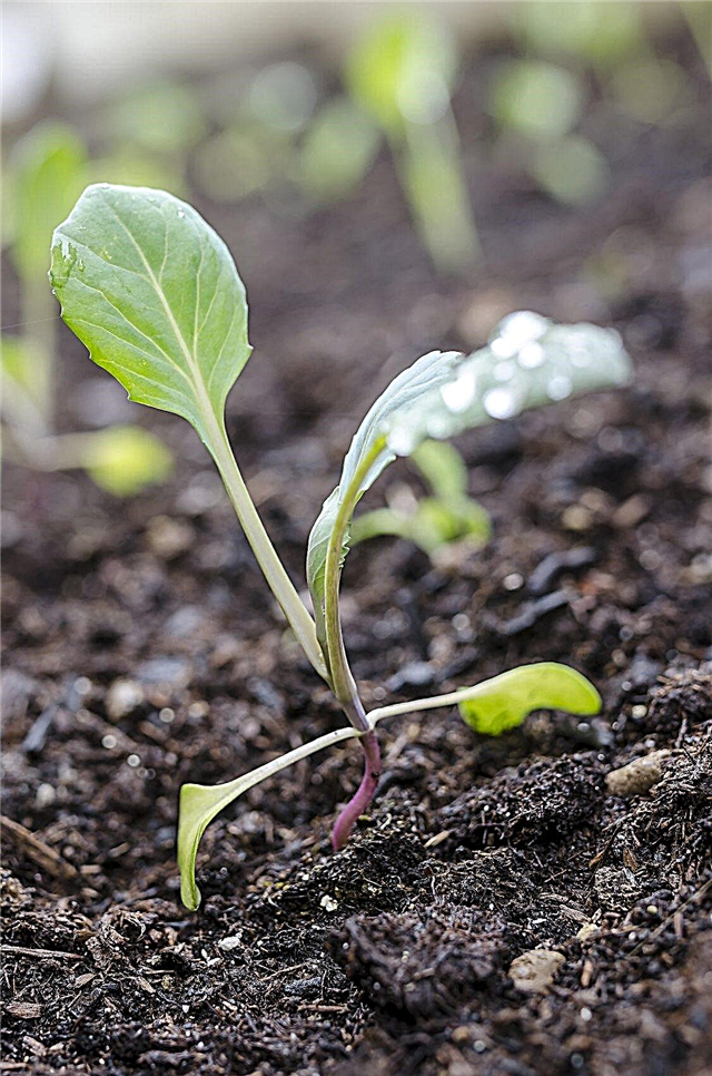 Розмноження насіння кольрабі: дізнайтеся, як посадити насіння кольрабі