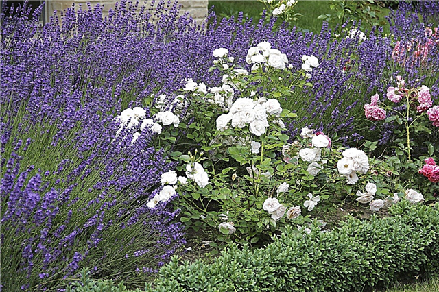 Jardim perfumado Design: Como crescer um jardim perfumado