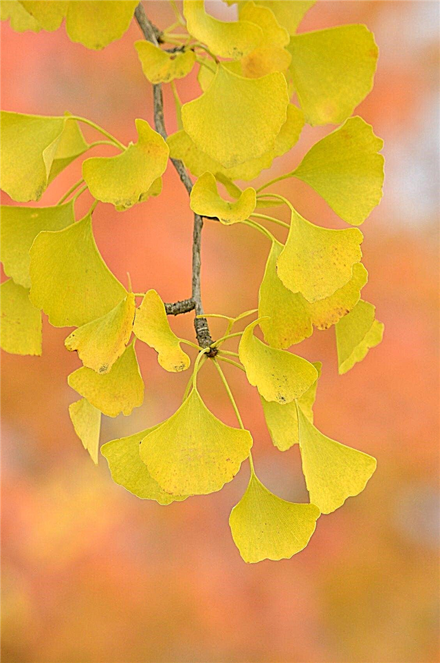 Arbres de couleur jaune d'automne: des arbres qui jaunissent en automne