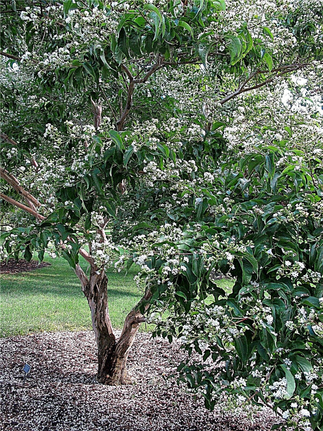 Árboles enanos para la zona 3: cómo encontrar árboles ornamentales para climas fríos
