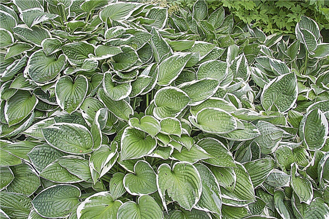 Zone 3 Hosta-växter: Lär dig mer om att plantera Hosta i kalla klimat