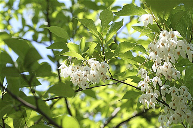 Japanese Snowbell Growing: Tips On Japanese Snowbell Tree Care