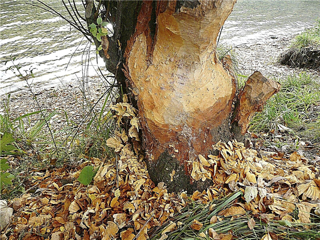 Hư hại cho cây: Cách bảo vệ cây khỏi thiệt hại của hải ly