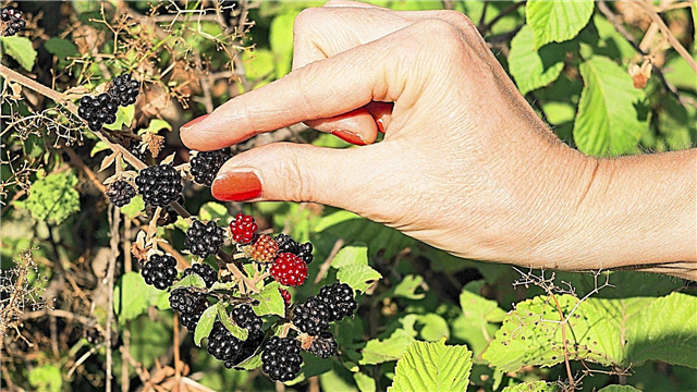Chọn Blackberries: Làm thế nào và khi nào thu hoạch Blackberries