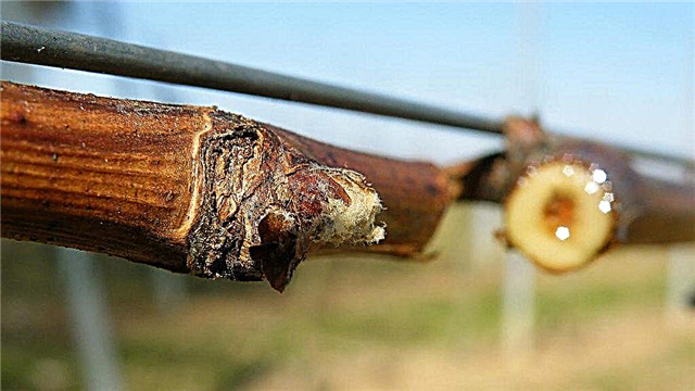 Saignement de la vigne: raisons pour lesquelles l'eau de la vigne coule