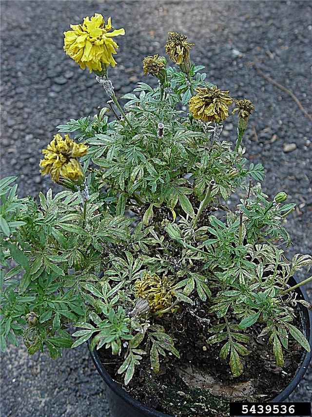 Marigold Yaprak Sorunları: Marigold'ların Sarı Yapraklarla Tedavi Edilmesi