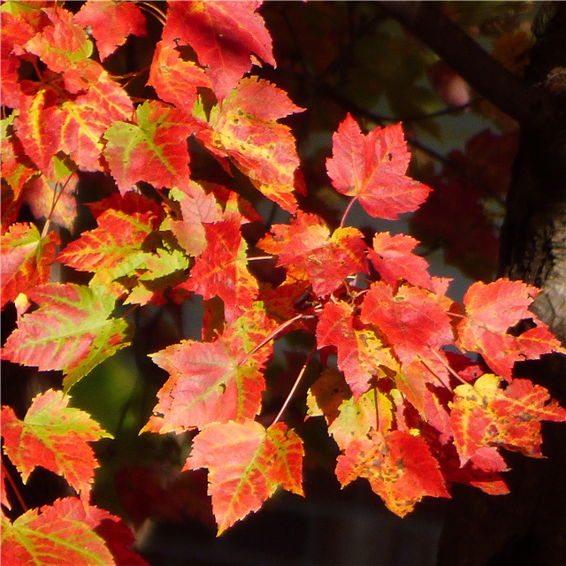 Колір оранжевої осені - види дерев з оранжевим листям восени