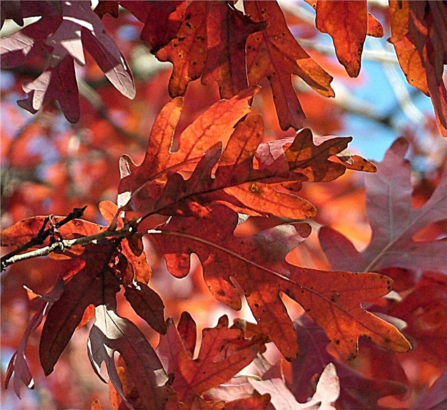 Raudoni rudeniniai lapai: Sužinokite apie medžius su raudonais lapais rudenį