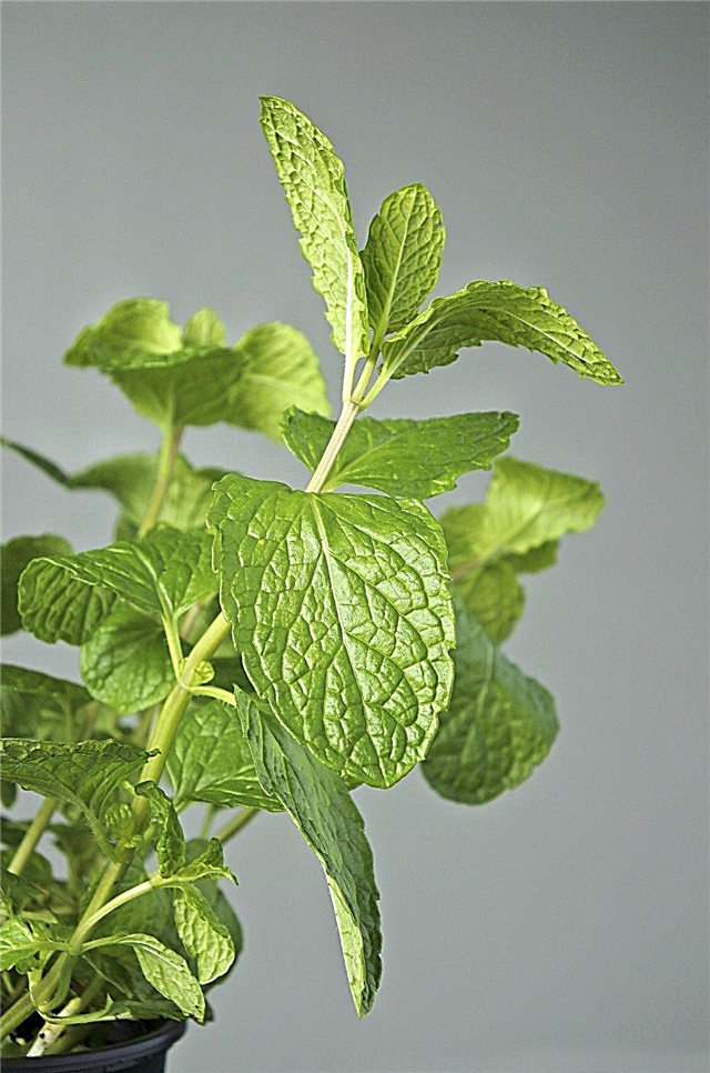 พืช Mint Habek คืออะไร - การดูแลและใช้ประโยชน์จาก Habek Mint