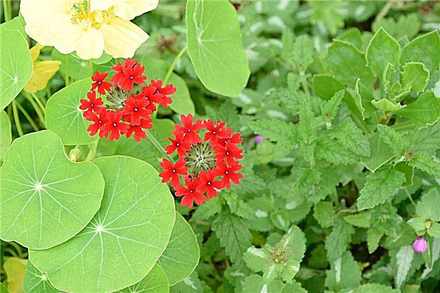 Verbena Companion Plants - Tips over wat te planten met Verbena