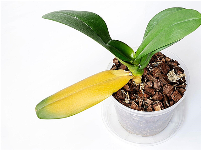 Orhideju augu slimības - padomi par orhideju slimību ārstēšanu