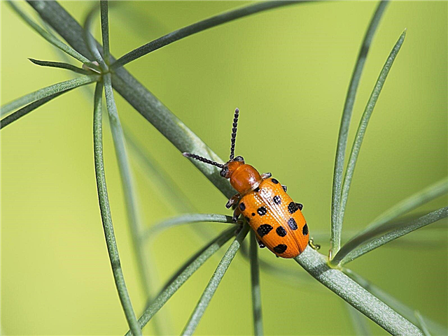 Hechos de escarabajos de espárragos manchados: control de escarabajos de espárragos manchados en jardines