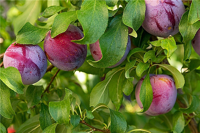 Fertilizante da árvore de ameixa: Como e quando alimentar árvores de ameixa