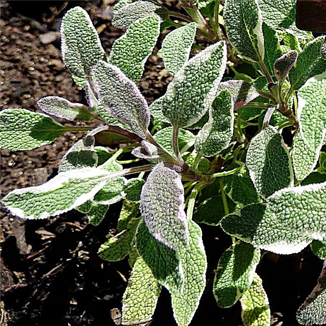 Tricolor Sage Herb - Tips voor het kweken van Tricolor Sage Plants
